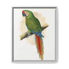 Military Macaw (Ara militaris) colored wood-engraved plate by Alexander Francis Lydon - NOMADEN ART GALLERY