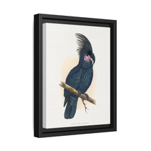 Great Black Cockatoo (Probosciger aterrimus) colored wood-engraved plate by Alexander Francis Lydon - NOMADEN ART GALLERY