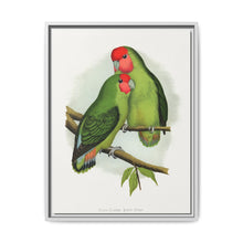 Rosy-Faced Love-Bird (Agapornis roseicollis) colored wood-engraved plate by Alexander Francis Lydon. - NOMADEN ART GALLERY
