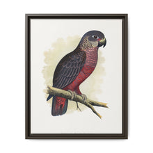 Dusky or Violet Parrot (Pionus fuscus) colored wood-engraved plate by Alexander Francis Lydon. - NOMADEN ART GALLERY