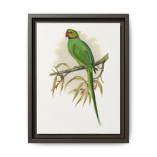 Ring-Necked or Bengal Parakeet (Psittacula columboides) colored wood-engraved plate by Alexander Francis Lydon - NOMADEN ART GALLERY
