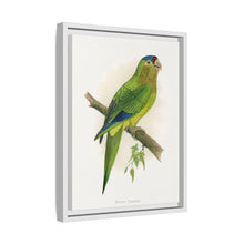 Petz's Conure (Aratinga canicularis) colored wood-engraved plate by Alexander Francis Lydon