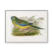 Turquoisine (Neophema pulchella) colored wood-engraved plate by Alexander Francis Lydon - NOMADEN ART GALLERY