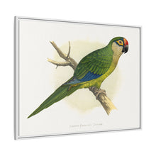 Golden-Crowned Conure (Aratinga auricapillus) colored wood-engraved plate by Alexander Francis Lydon