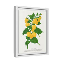Golden queen raspberry lithograph. Digitally enhanced from our own original 1900 edition plates of Botanical Specimen published by Rochester Lithographing