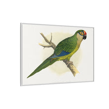 Golden-Crowned Conure (Aratinga auricapillus) colored wood-engraved plate by Alexander Francis Lydon