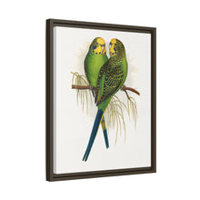 Budgerigar (Melopsittacus undulatus) colored wood-engraved plate by Alexander Francis Lydon