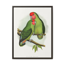 Rosy-Faced Love-Bird (Agapornis roseicollis) colored wood-engraved plate by Alexander Francis Lydon. - NOMADEN ART GALLERY