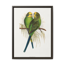 Budgerigar (Melopsittacus undulatus) colored wood-engraved plate by Alexander Francis Lydon - NOMADEN ART GALLERY