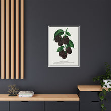 Lucretia Dewberry lithograph. Digitally enhanced from our own original 1900 edition plates of Botanical Specimen published by Rochester Lithographing