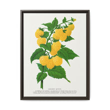Golden queen raspberry lithograph. Digitally enhanced from our own original 1900 edition plates of Botanical Specimen published by Rochester Lithographing - NOMADEN ART GALLERY