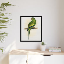 Canary-Winged Conure ( Brotogeris versicolurus) colored wood-engraved plate by Alexander Francis Lydon