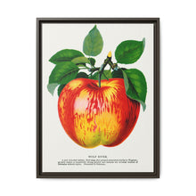Wolf River apple lithograph. Digitally enhanced from our own original 1900 edition plates of Botanical Specimen published by Rochester Lithographing - NOMADEN ART GALLERY
