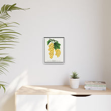 White Grape Lithograph | Vintage Botanical Wall Art Print