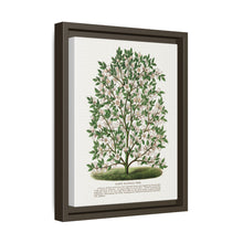 Hardy Magnolia tree lithograph. Digitally enhanced from our own original 1900 edition plates of Botanical Specimen published by Rochester Lithographing