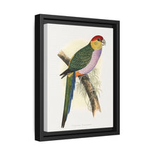 Pileated Parrakeet (Pionopsitta pileata) colored wood-engraved plate by Alexander Francis Lydon. - NOMADEN ART GALLERY