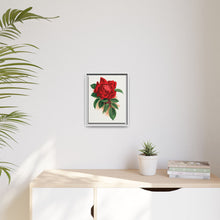 Red rose, Alfred Colomb lithograph. Digitally enhanced from our own original 1900 edition plates of Botanical Specimen published by Rochester Lithographing