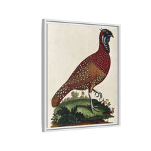 A horned Indian pheasant standing on the grass by J. Pass after J. E. Ihle.