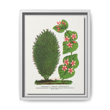 Tartarian, Upright Honeysuckle bush lithograph. Digitally enhanced from our own original 1900 edition plates of Botanical Specimen published by Rochester Lithographing - NOMADEN ART GALLERY