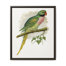 Javan Parrakeet (Psittacula alexandri) colored wood-engraved plate by Alexander Francis Lydon. - NOMADEN ART GALLERY