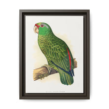 Many-Coloured Parrakeet (Psephotellus varius) colored wood-engraved plate by Alexander Francis Lydon - NOMADEN ART GALLERY
