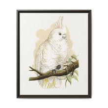Goffin's Cockatoo (Cacatua goffiniana) colored wood-engraved plate by Alexander Francis Lydon. - NOMADEN ART GALLERY