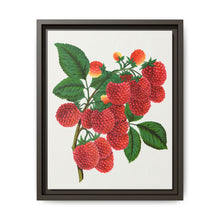 Shaffer's Colossal Raspberry Lithograph (1900) - NOMADEN ART GALLERY