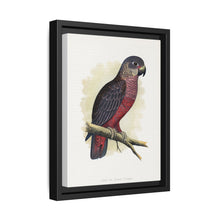 Dusky or Violet Parrot (Pionus fuscus) colored wood-engraved plate by Alexander Francis Lydon. - NOMADEN ART GALLERY