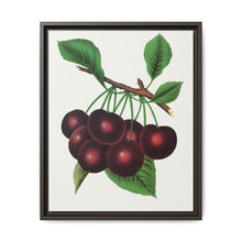 Black Tartarian cherry lithograph. Digitally enhanced from our own original 1900 edition plates of Botanical Specimen published by Rochester Lithographing - NOMADEN ART GALLERY