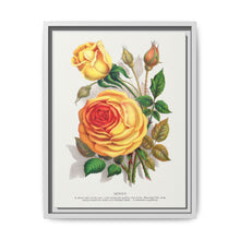 lithograph from Botanical Specimen published by Rochester Lithographing - NOMADEN ART GALLERY