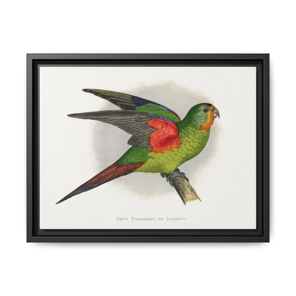 Swift Parrakeet or Lorikeet (Lathamus discolor) colored wood-engraved plate by Alexander Francis Lydon - NOMADEN ART GALLERY