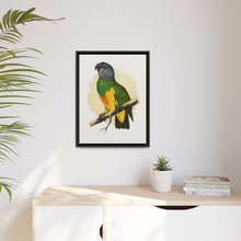 Senegal Parrot (Poicephalus senegalus) colored wood-engraved plate by Alexander Francis Lydon.