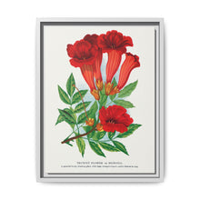 Trumpet flower lithograph. Digitally enhanced from our own original 1900 edition plates of Botanical Specimen published by Rochester Lithographing - NOMADEN ART GALLERY