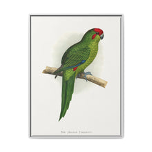 New Zealand Parrakeet (Cyanoramphus novaezelandiae) colored wood-engraved plate by Alexander Francis Lydon - NOMADEN ART GALLERY