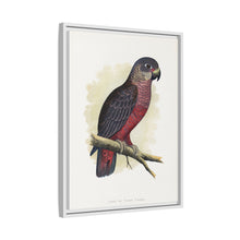 Dusky or Violet Parrot (Pionus fuscus) colored wood-engraved plate by Alexander Francis Lydon.