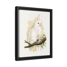 Goffin's Cockatoo (Cacatua goffiniana) colored wood-engraved plate by Alexander Francis Lydon. - NOMADEN ART GALLERY
