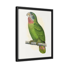 Jamaica Parrot (Amazona collaria) colored wood-engraved plate by Alexander Francis Lydon