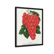 Vergennes grape lithograph. Digitally enhanced from our own original 1900 edition plates of Botanical Specimen published by Rochester Lithographing