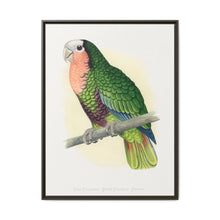 Red-Throated White-Fronted Amazon (Amazona leucocephala) colored wood-engraved plate by Alexander Francis Lydon. - NOMADEN ART GALLERY