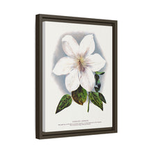 Clematis flower lithograph. Digitally enhanced from our own original 1900 edition plates of Botanical Specimen published by Rochester Lithographing