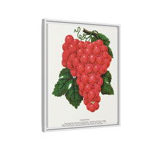 Vergennes grape lithograph. Digitally enhanced from our own original 1900 edition plates of Botanical Specimen published by Rochester Lithographing