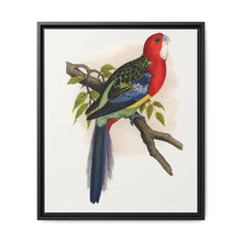 Rose-Hill or Rosella Parrakeet (Platycercus eximius) colored wood-engraved plate by Alexander Francis Lydon - NOMADEN ART GALLERY