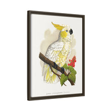 Kleiner Zitronenhaubenkakadu (Cacatua sulphurea) farbige Holzstichplatte von Alexander Francis Lydon
