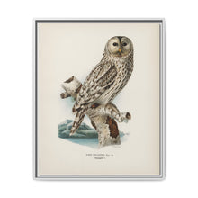 Strix uralensis ♀ illustrated by the von Wright brothers from our own 1929 folio version of Svenska Fåglar Efter Naturen Och Pa Sten Ritade - NOMADEN ART GALLERY