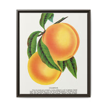 Champion plum lithograph from Botanical Specimen published by Rochester Lithographing - NOMADEN ART GALLERY