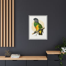 Senegal Parrot (Poicephalus senegalus) colored wood-engraved plate by Alexander Francis Lydon.