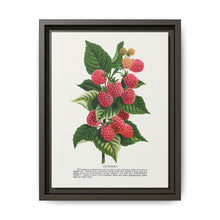 Cuthbert raspberry lithograph. Digitally enhanced from our own original 1900 edition plates of Botanical Specimen published by Rochester Lithographing - NOMADEN ART GALLERY