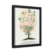 Purple Fringe tree lithograph. Digitally enhanced from our own original 1900 edition plates of Botanical Specimen published by Rochester Lithographing - NOMADEN ART GALLERY