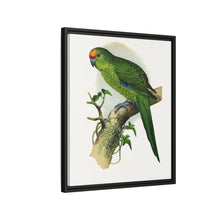 Golden-Crowned Parrakeet (Cyanoramphus auriceps) colored wood-engraved plate by Alexander Francis Lydon