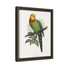 Barraband's Parakeet (Polytelis swainsonii) colored wood-engraved plate by Alexander Francis Lydon
